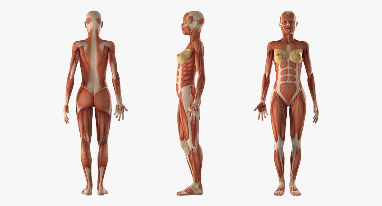 3D model Female Anatomy Collection