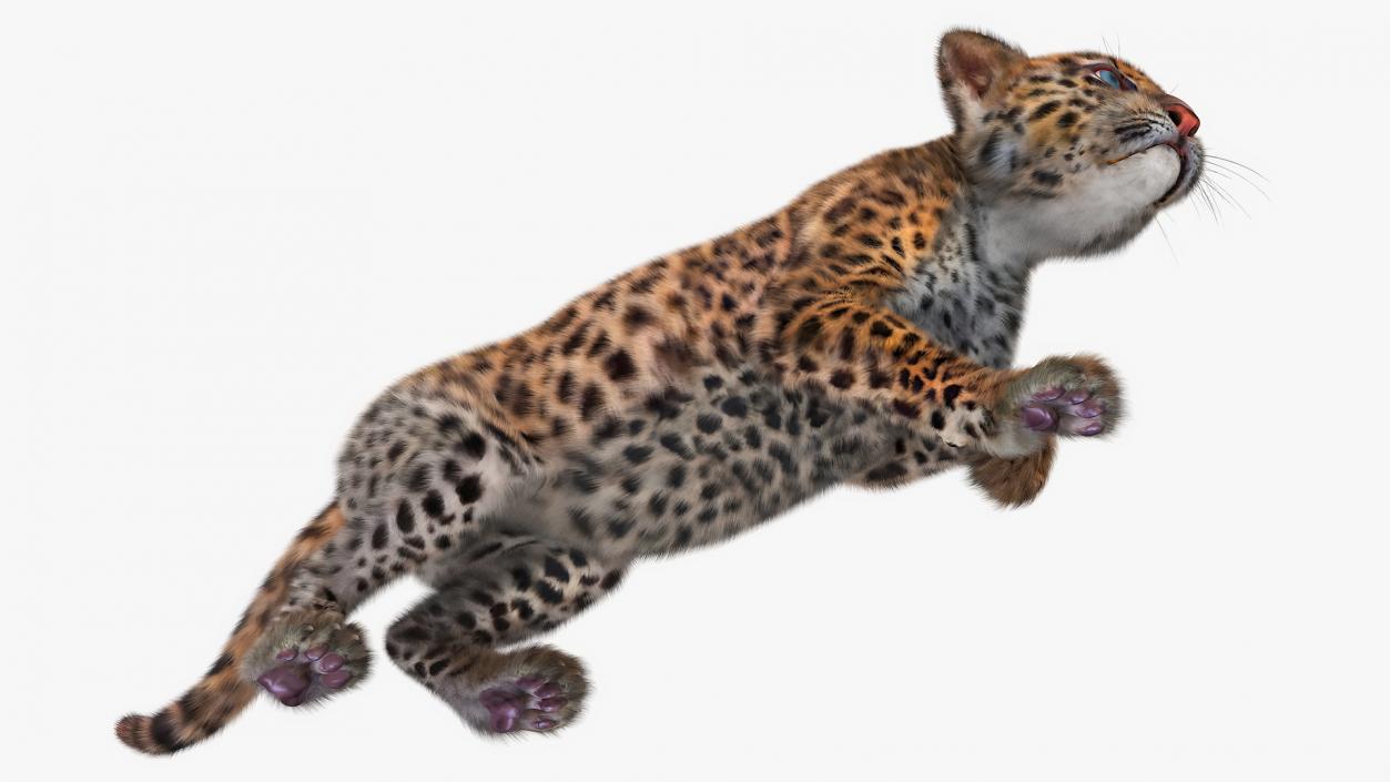 Leopard Cub Sneaking Pose with Fur 3D model