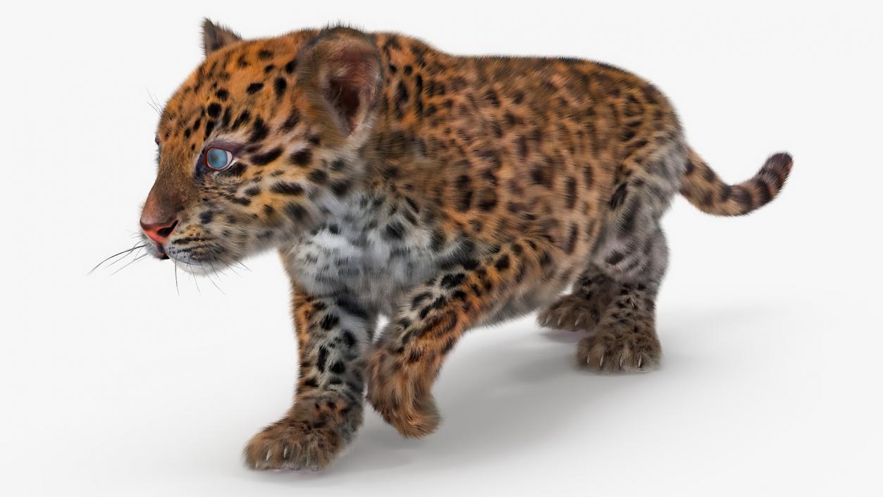 Leopard Cub Sneaking Pose with Fur 3D model