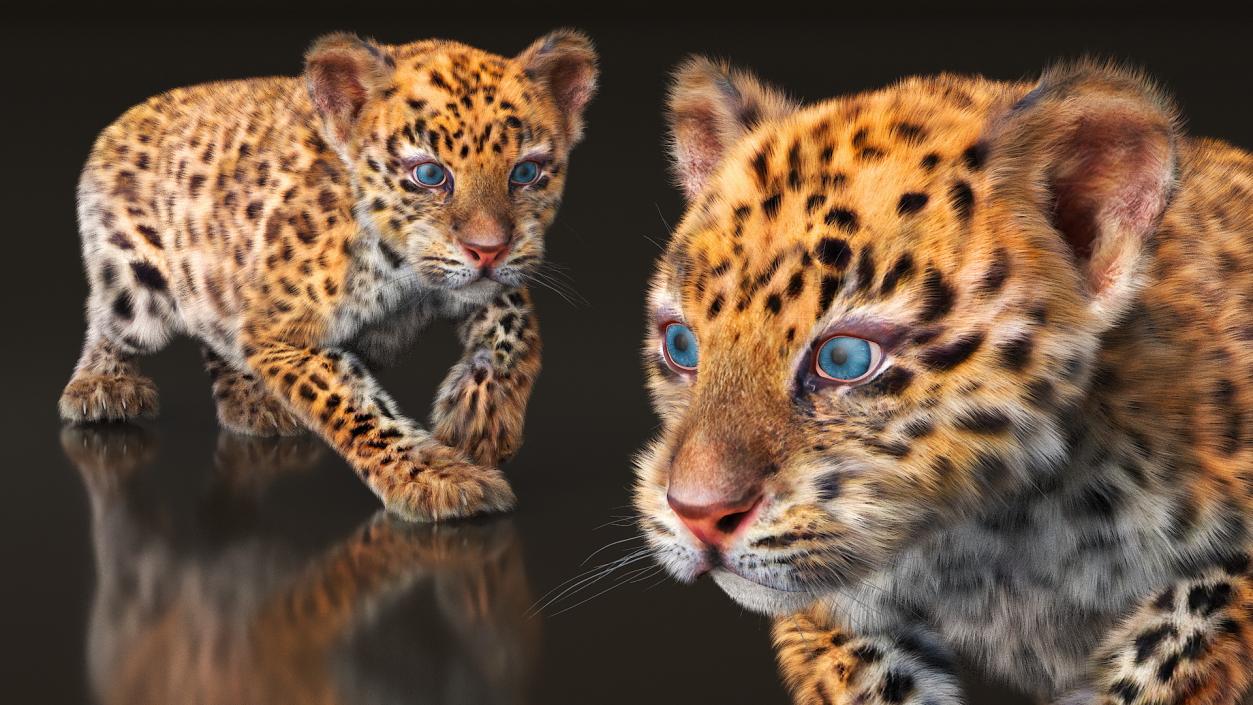 Leopard Cub Sneaking Pose with Fur 3D model