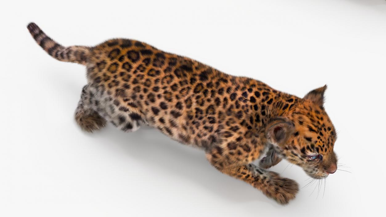 Leopard Cub Sneaking Pose with Fur 3D model