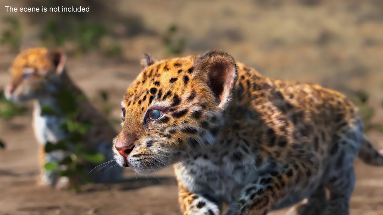 Leopard Cub Sneaking Pose with Fur 3D model