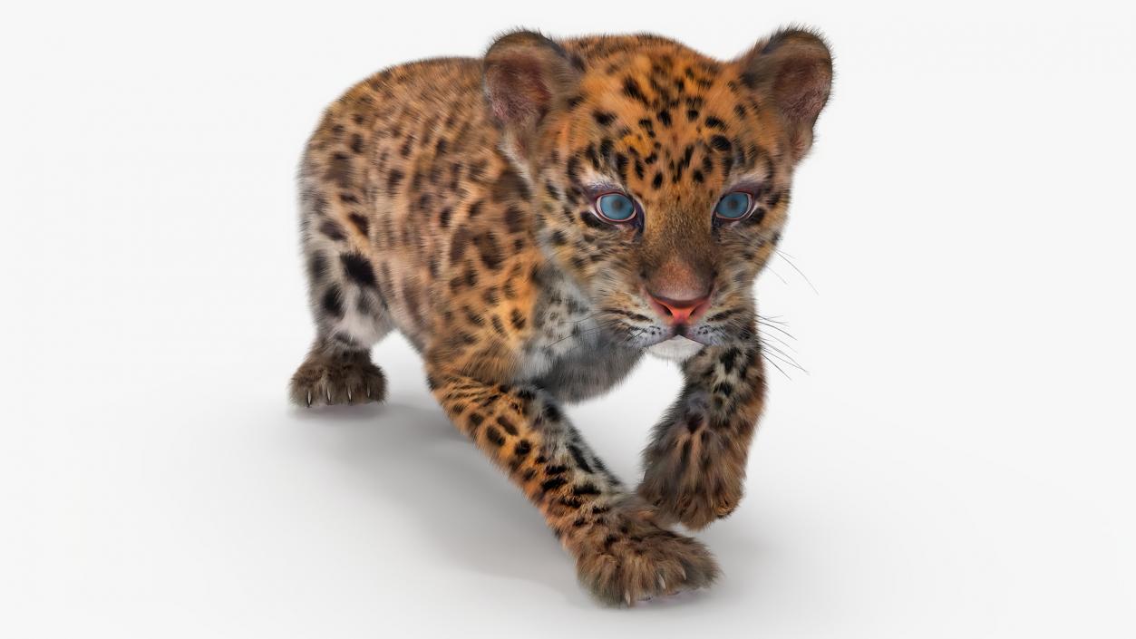 Leopard Cub Sneaking Pose with Fur 3D model