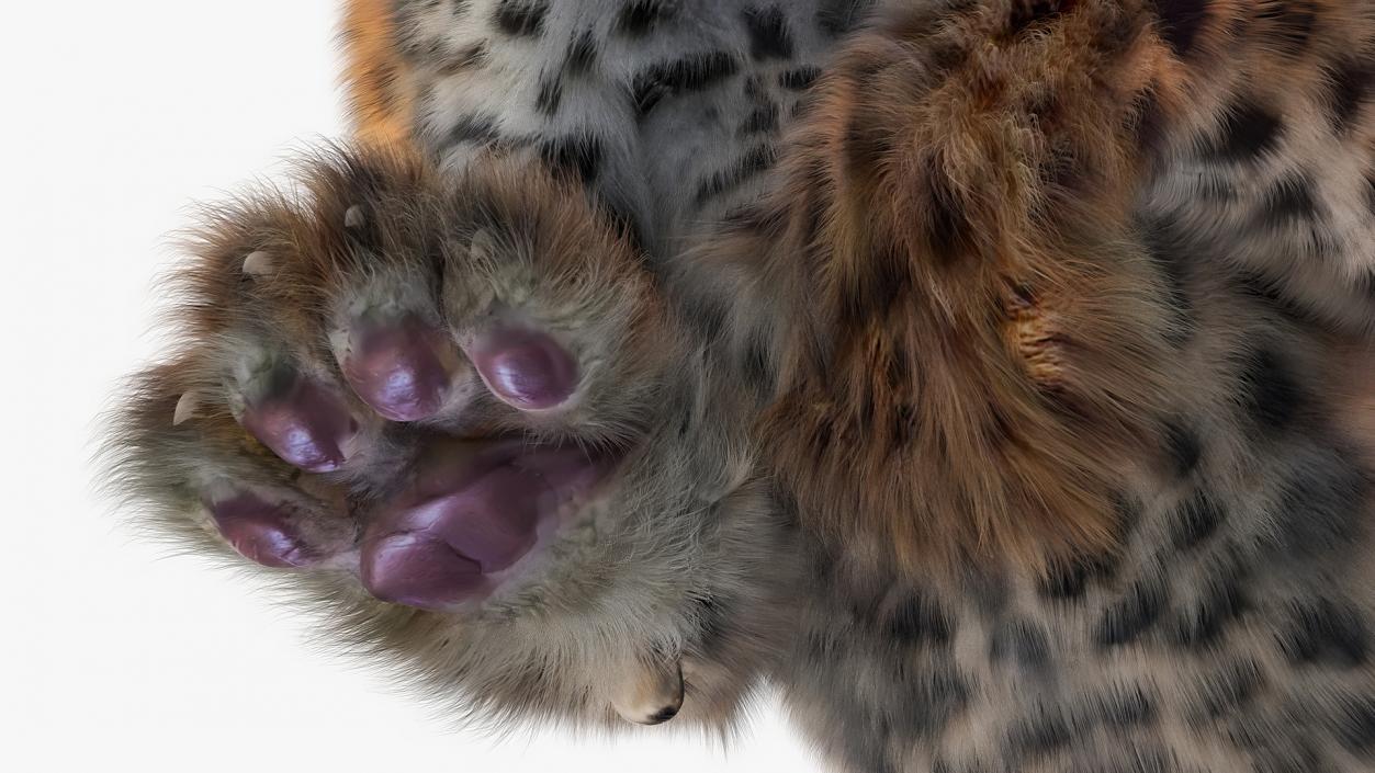 Leopard Cub Sneaking Pose with Fur 3D model