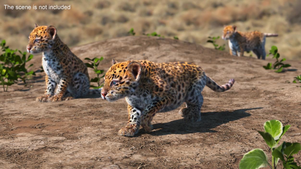 Leopard Cub Sneaking Pose with Fur 3D model