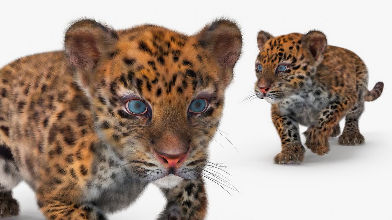 Leopard Cub Sneaking Pose with Fur 3D model