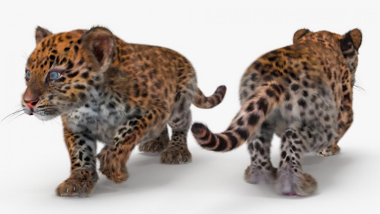 Leopard Cub Sneaking Pose with Fur 3D model