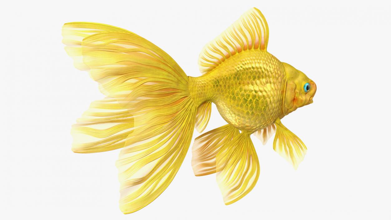 3D model Goldfish Rigged