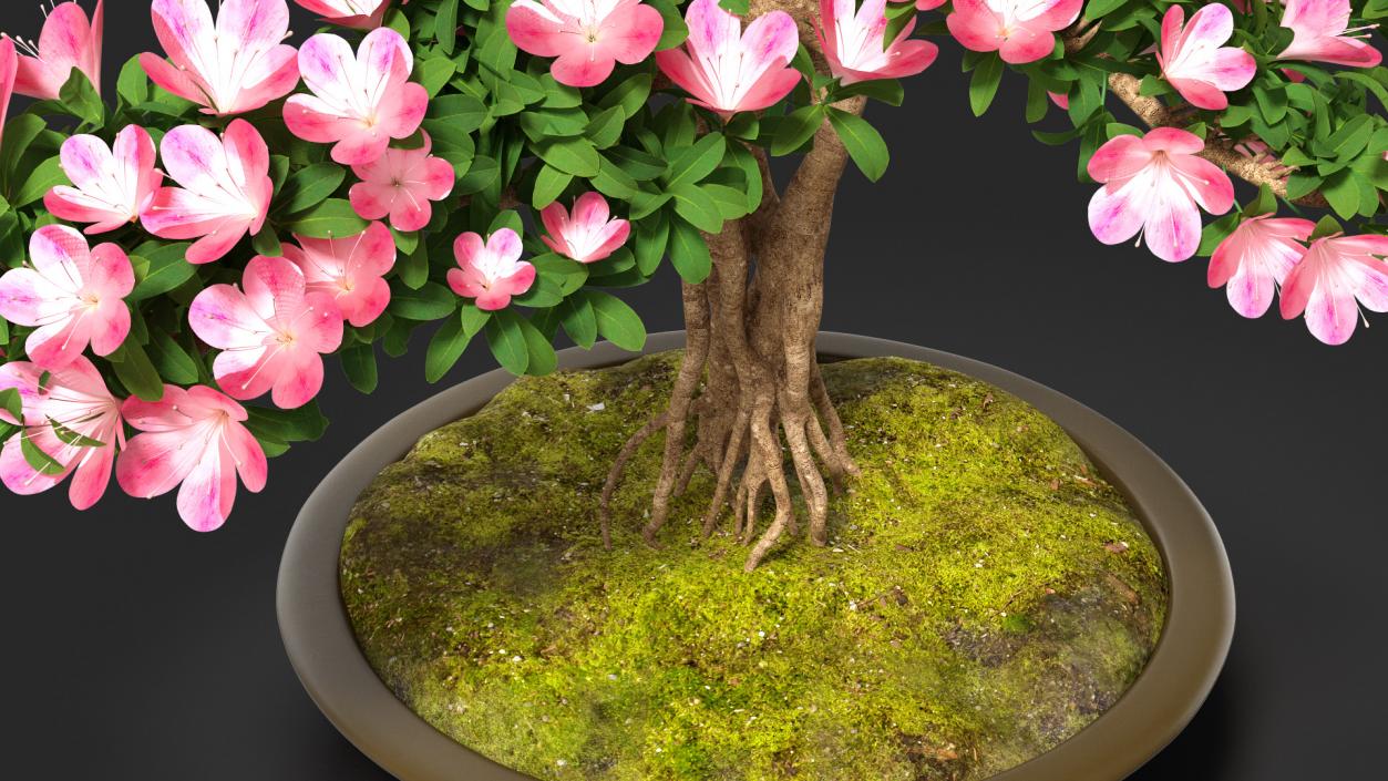 Small Bonsai Tree with Flowers in Pot 3D