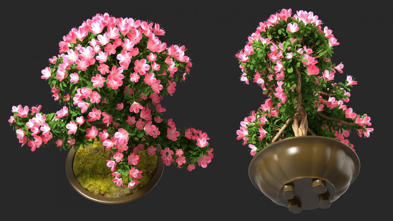 Small Bonsai Tree with Flowers in Pot 3D