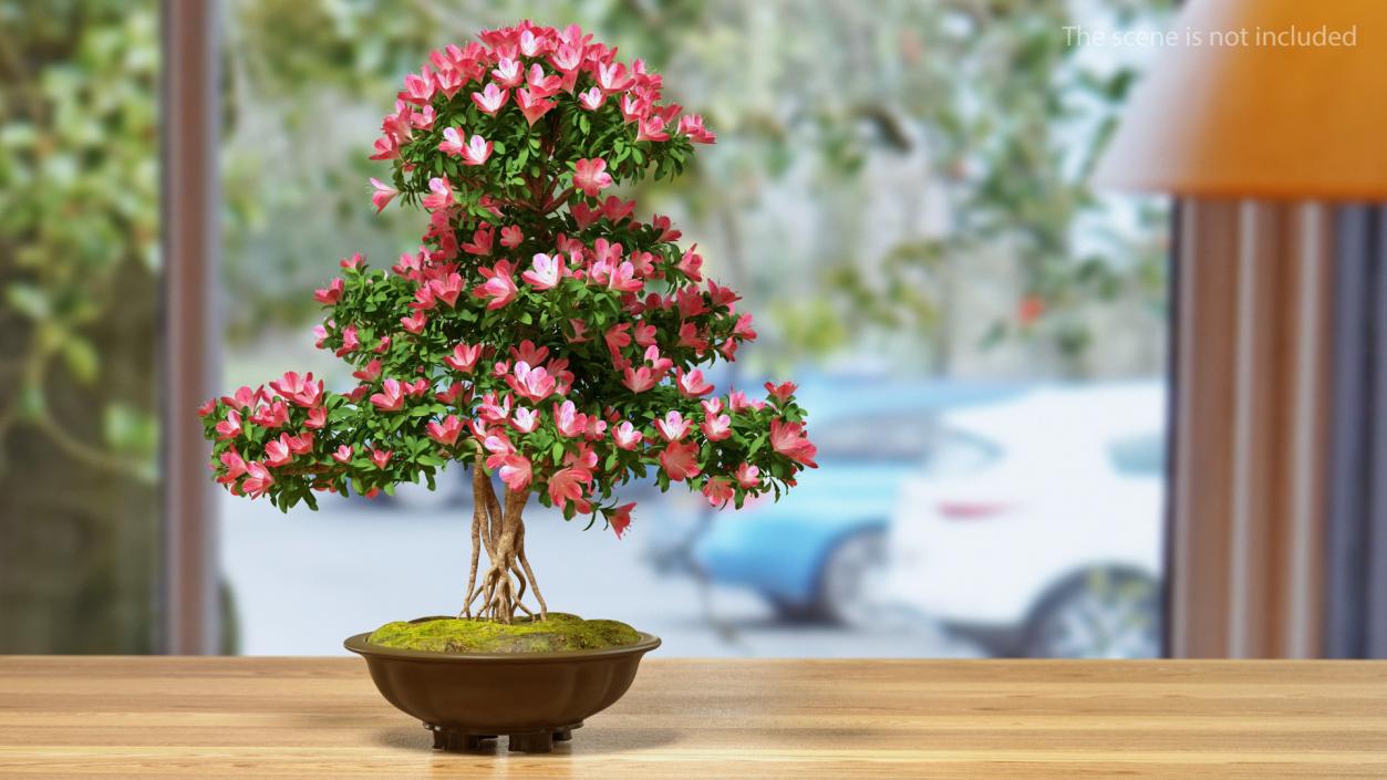 Small Bonsai Tree with Flowers in Pot 3D