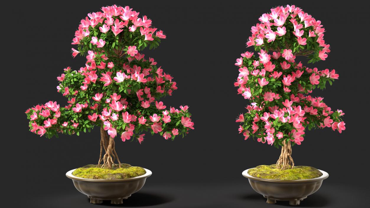 Small Bonsai Tree with Flowers in Pot 3D