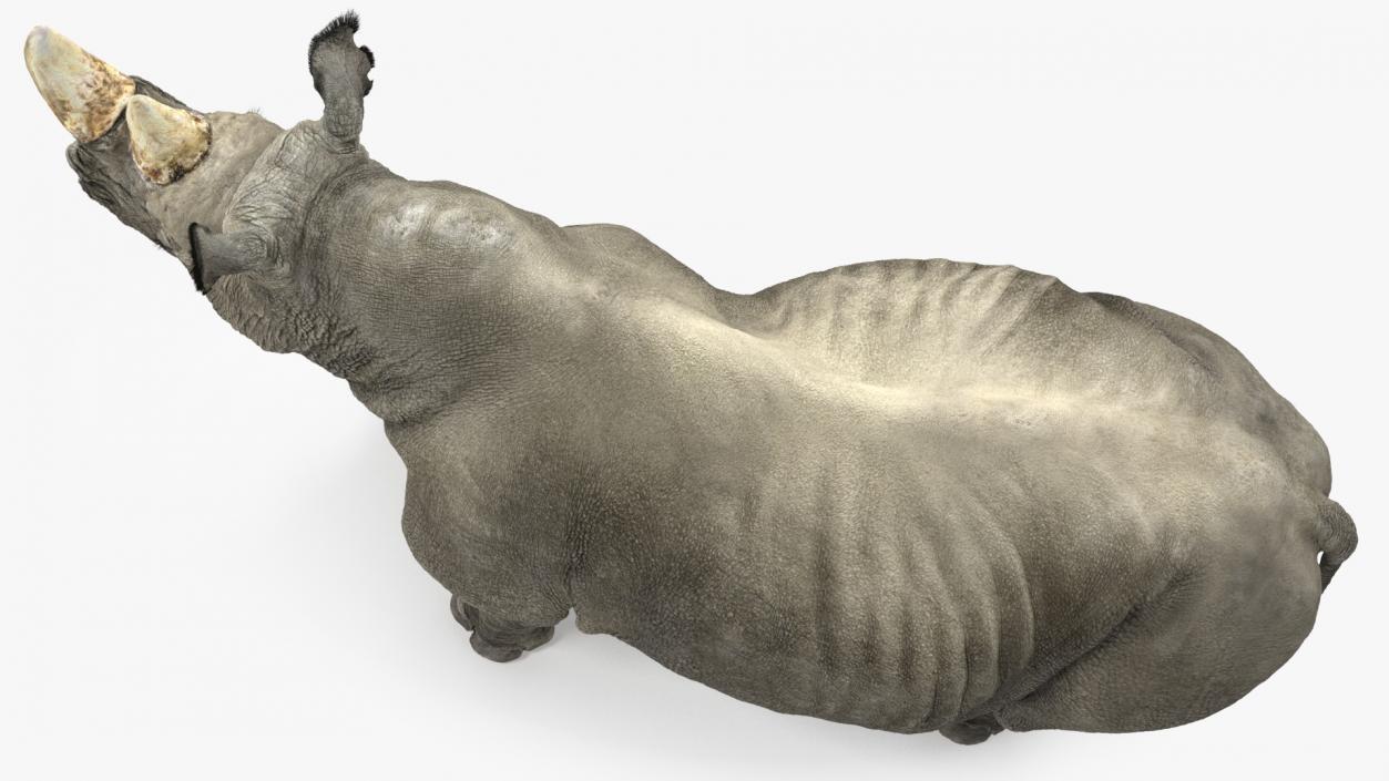 Rhino Adult Standing Pose Fur 3D model