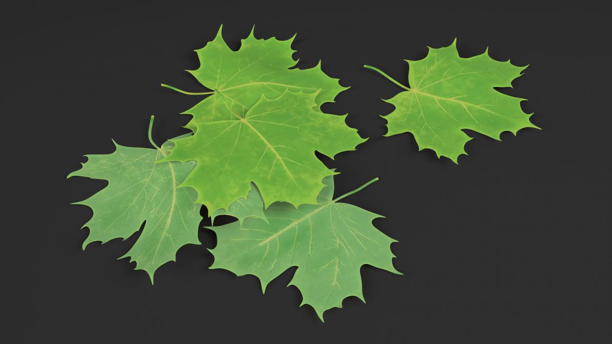 3D model Green Maple Leaves 2