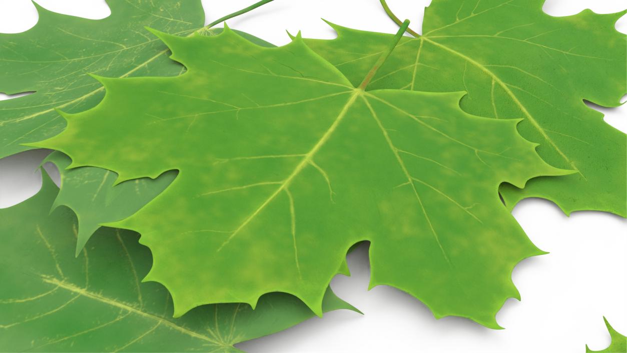 3D model Green Maple Leaves 2