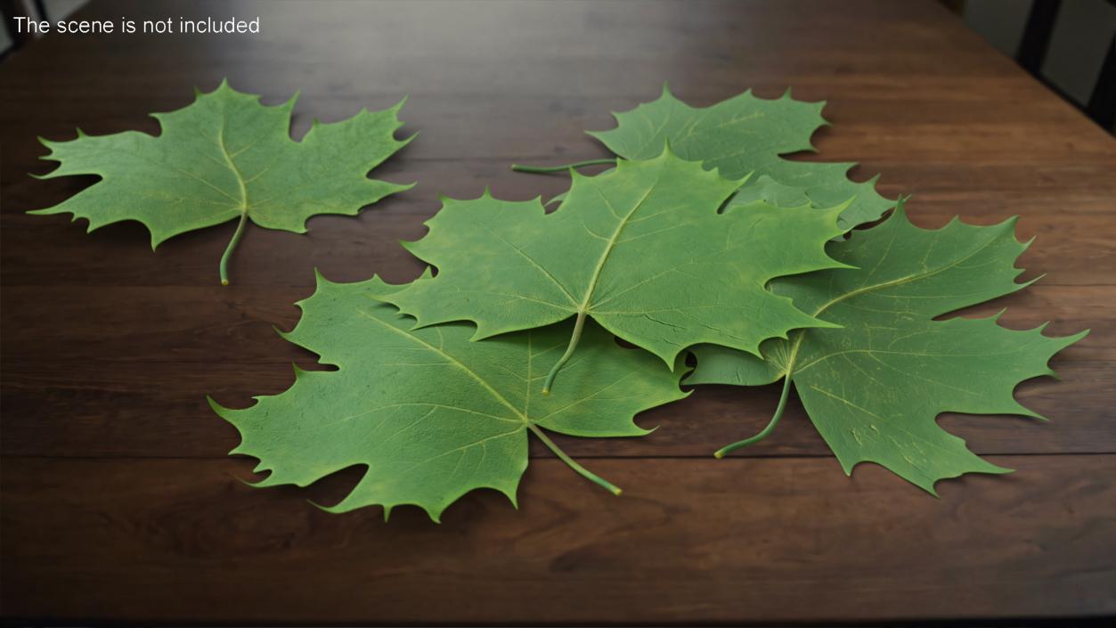 3D model Green Maple Leaves 2