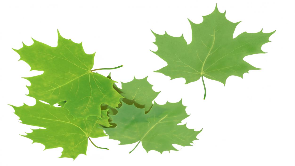 3D model Green Maple Leaves 2