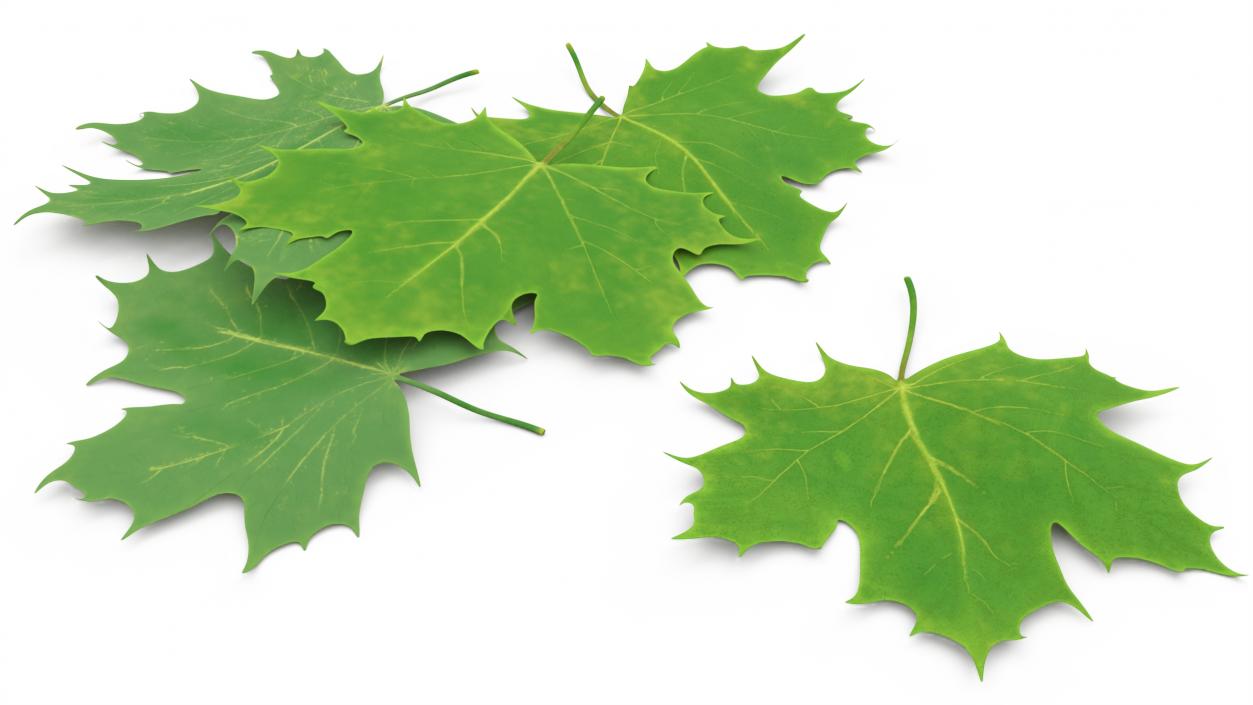 3D model Green Maple Leaves 2