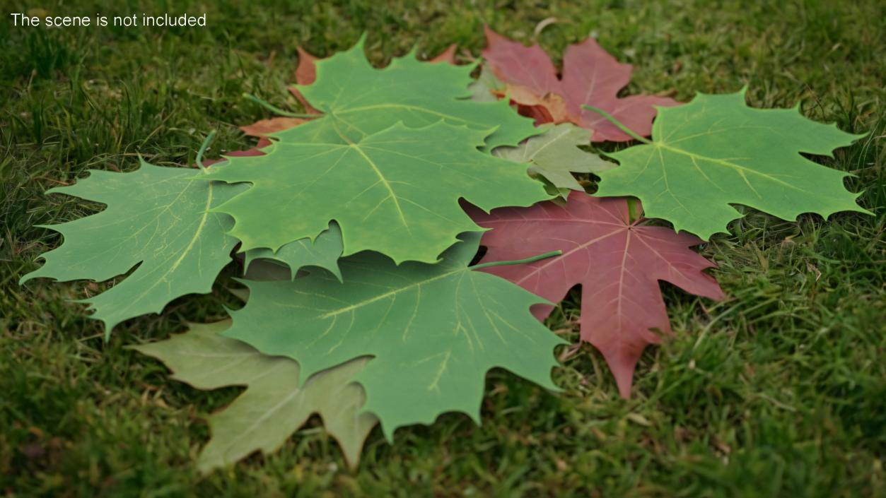 3D model Green Maple Leaves 2