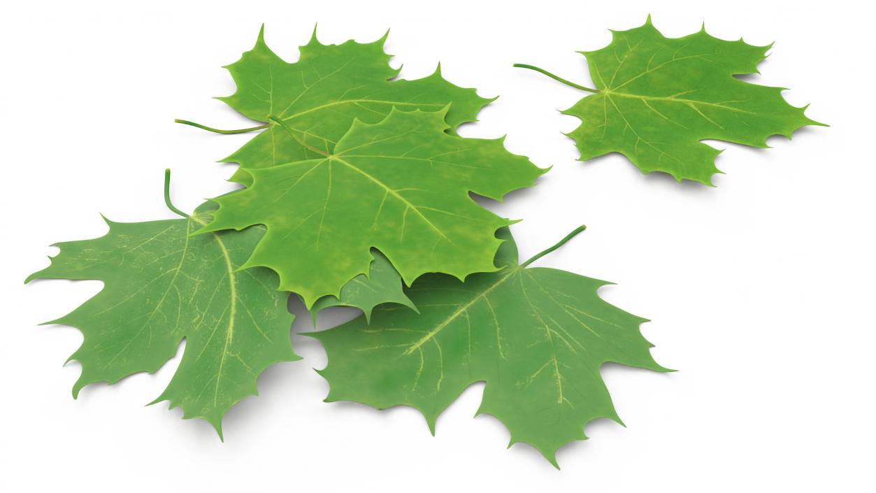 3D model Green Maple Leaves 2