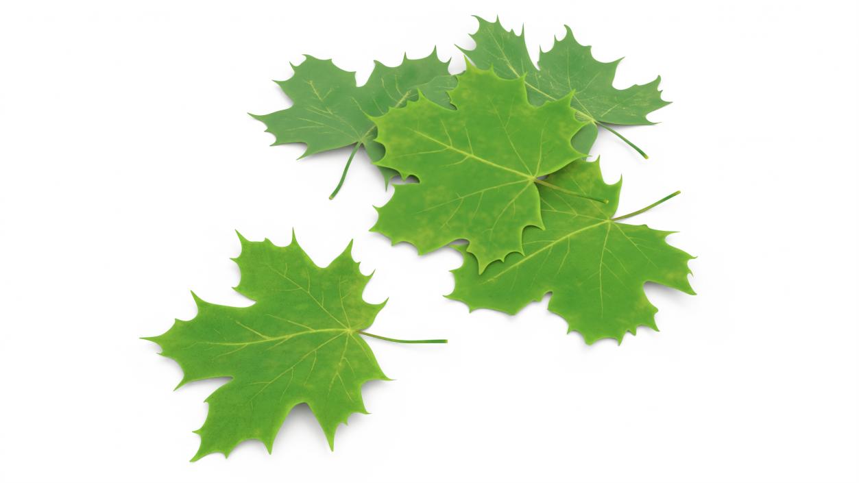 3D model Green Maple Leaves 2