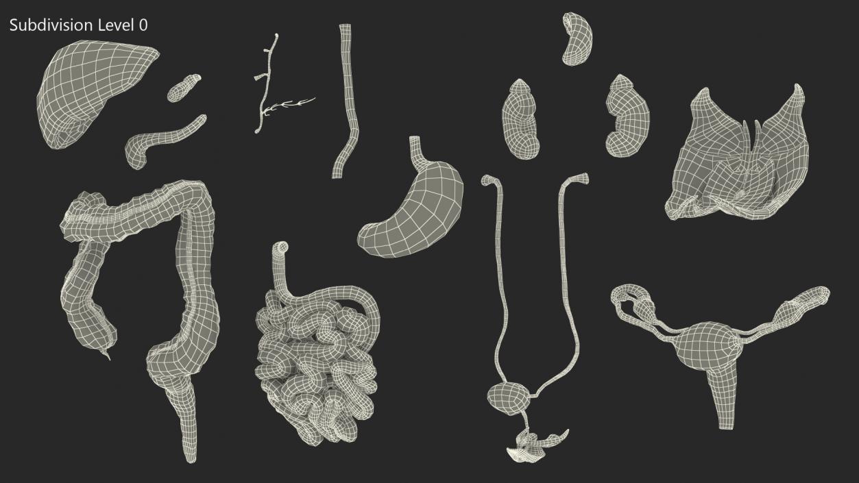 3D Female Anatomy Digestive System