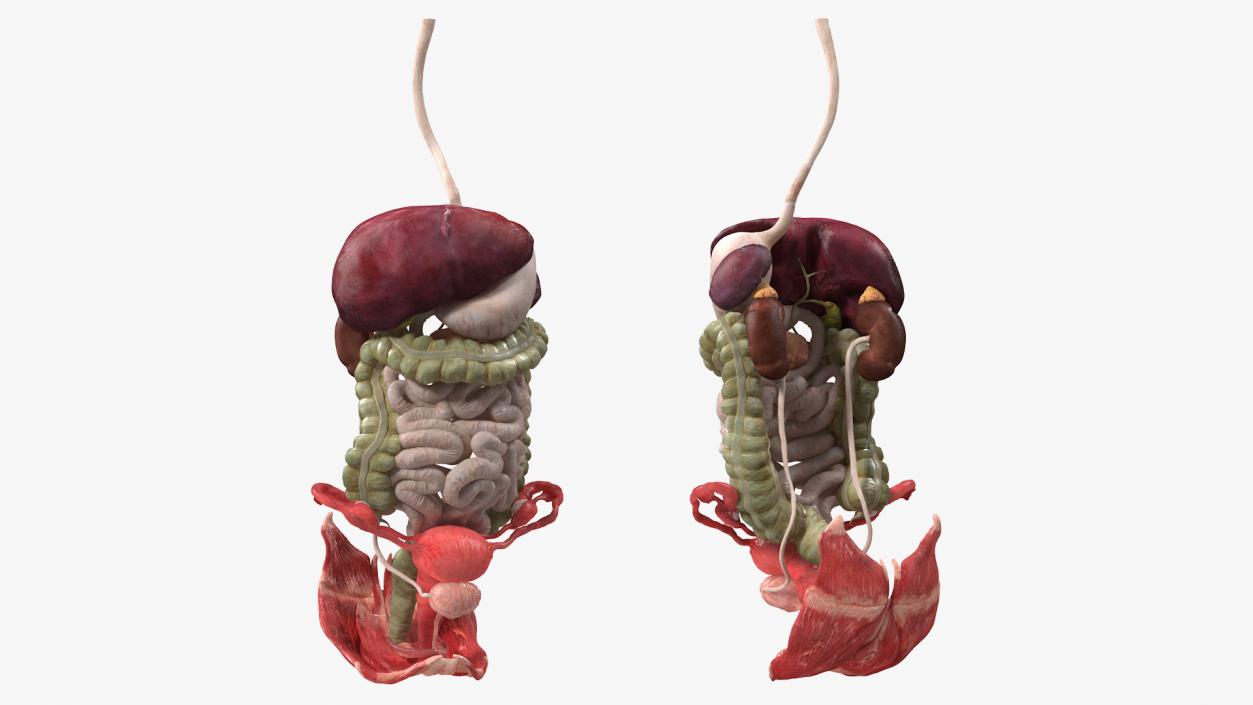 3D Female Anatomy Digestive System