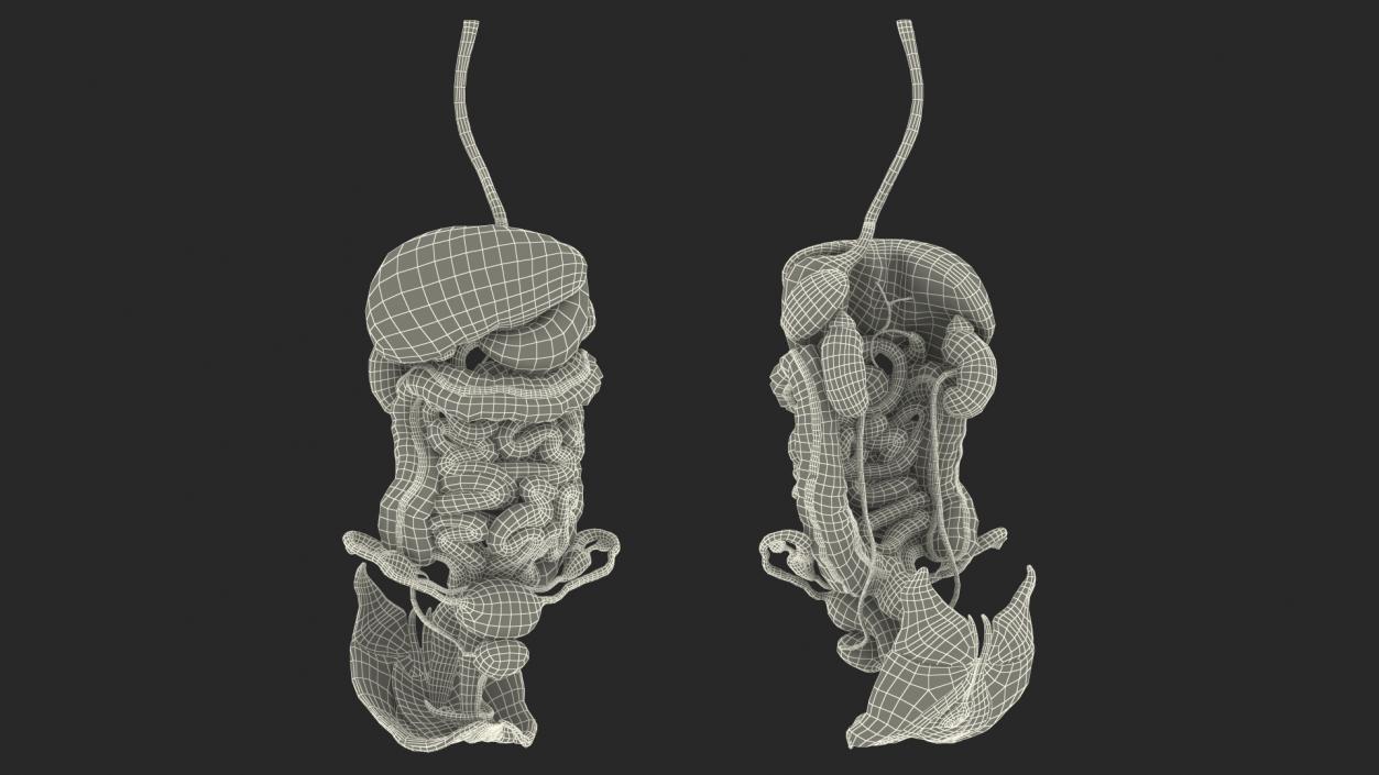 3D Female Anatomy Digestive System