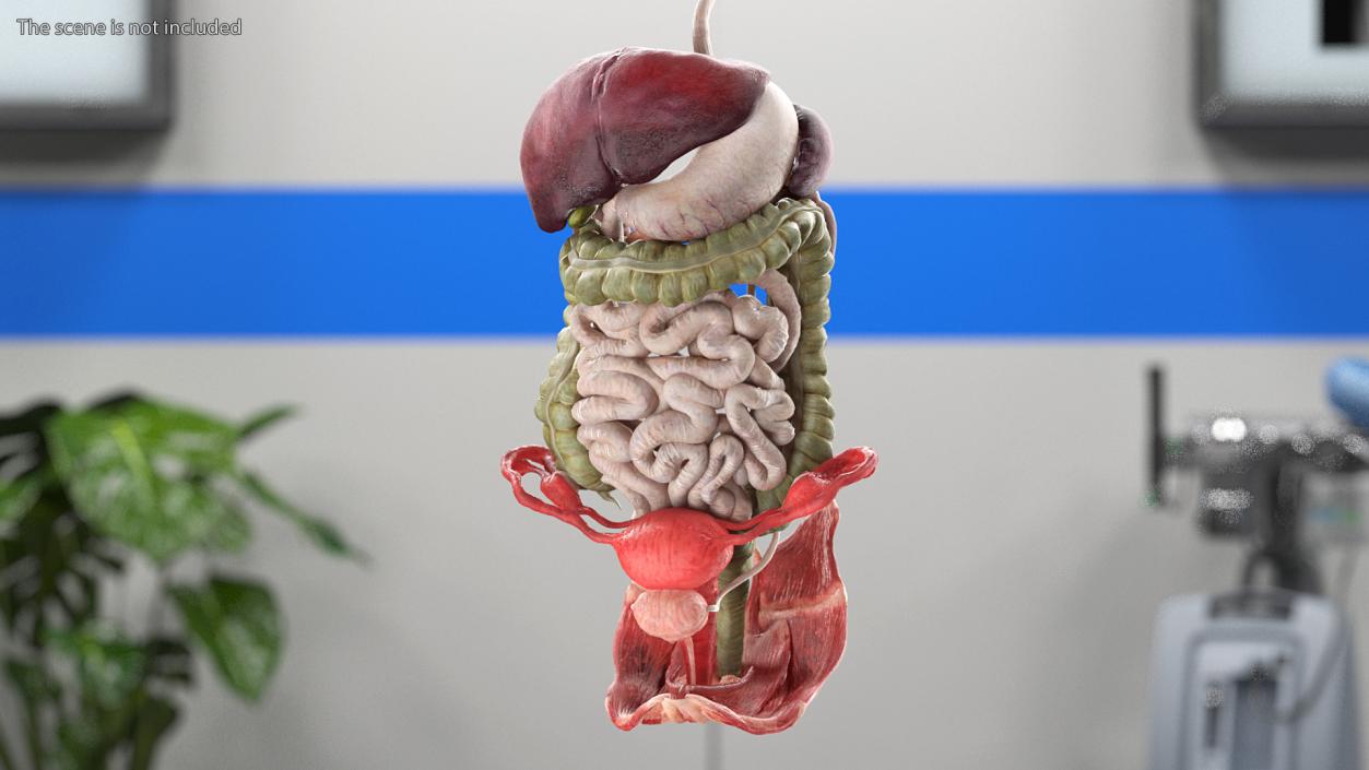 3D Female Anatomy Digestive System