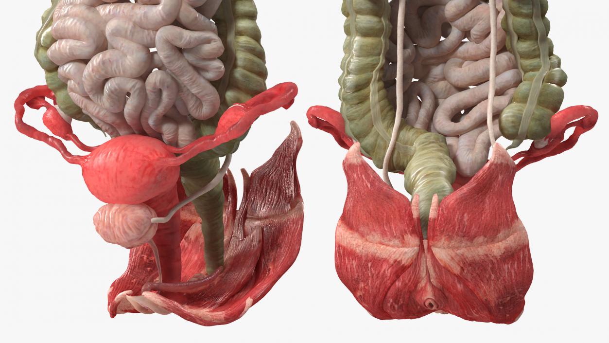 3D Female Anatomy Digestive System