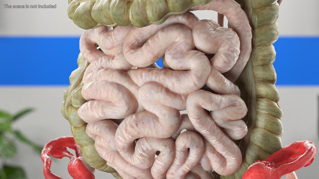 3D Female Anatomy Digestive System