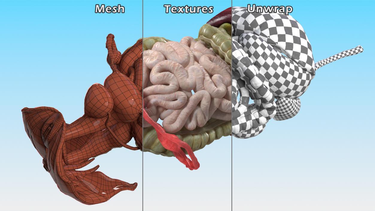 3D Female Anatomy Digestive System