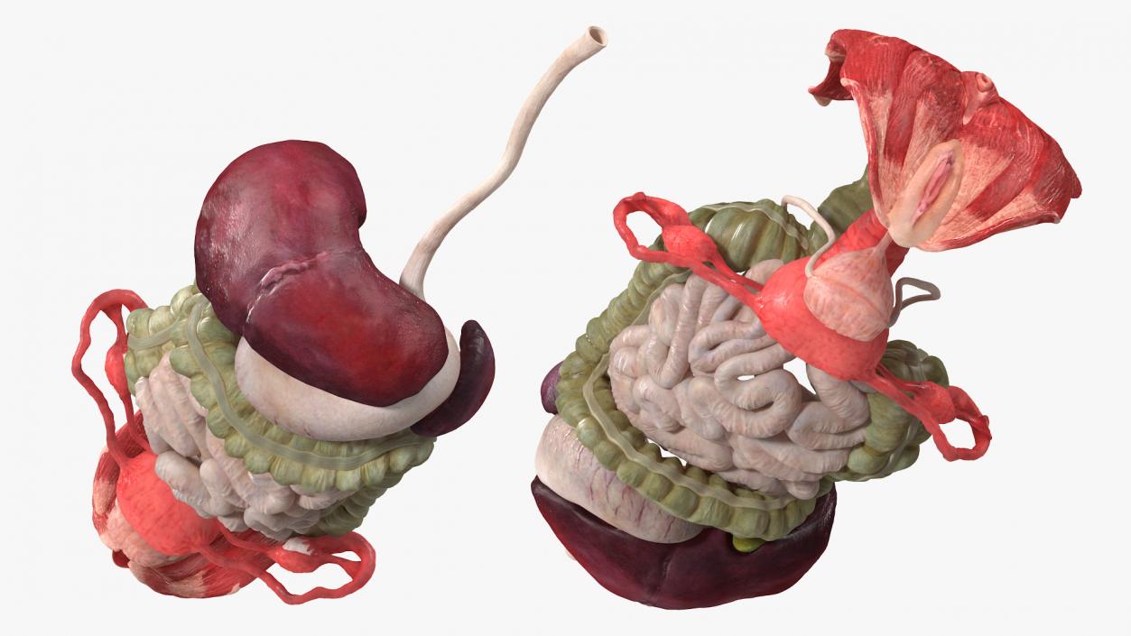 3D Female Anatomy Digestive System