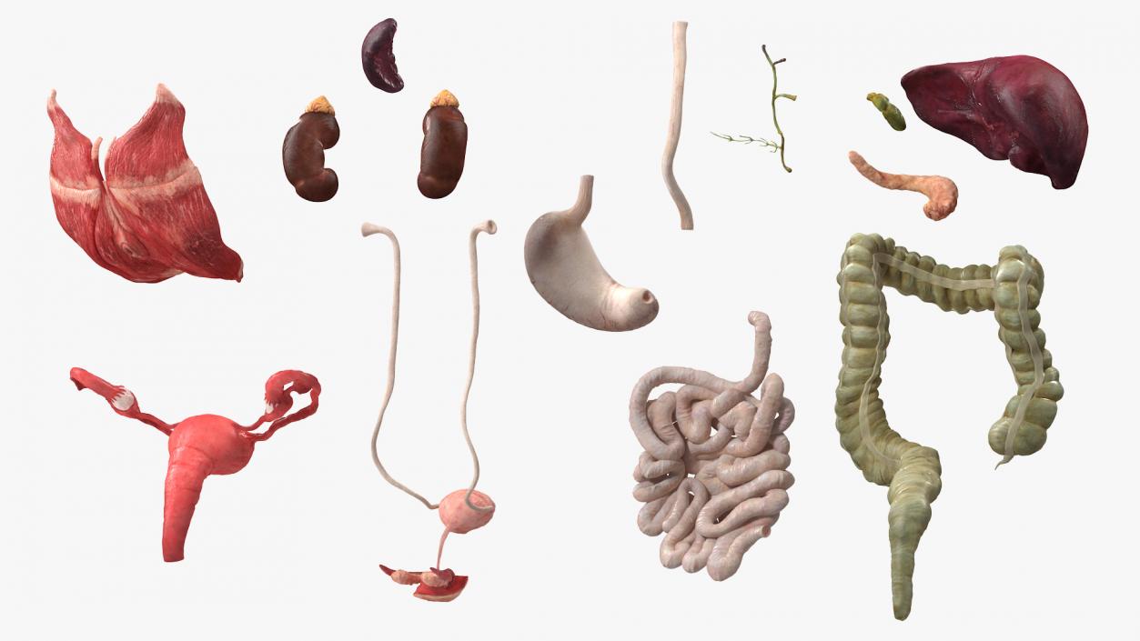 3D Female Anatomy Digestive System