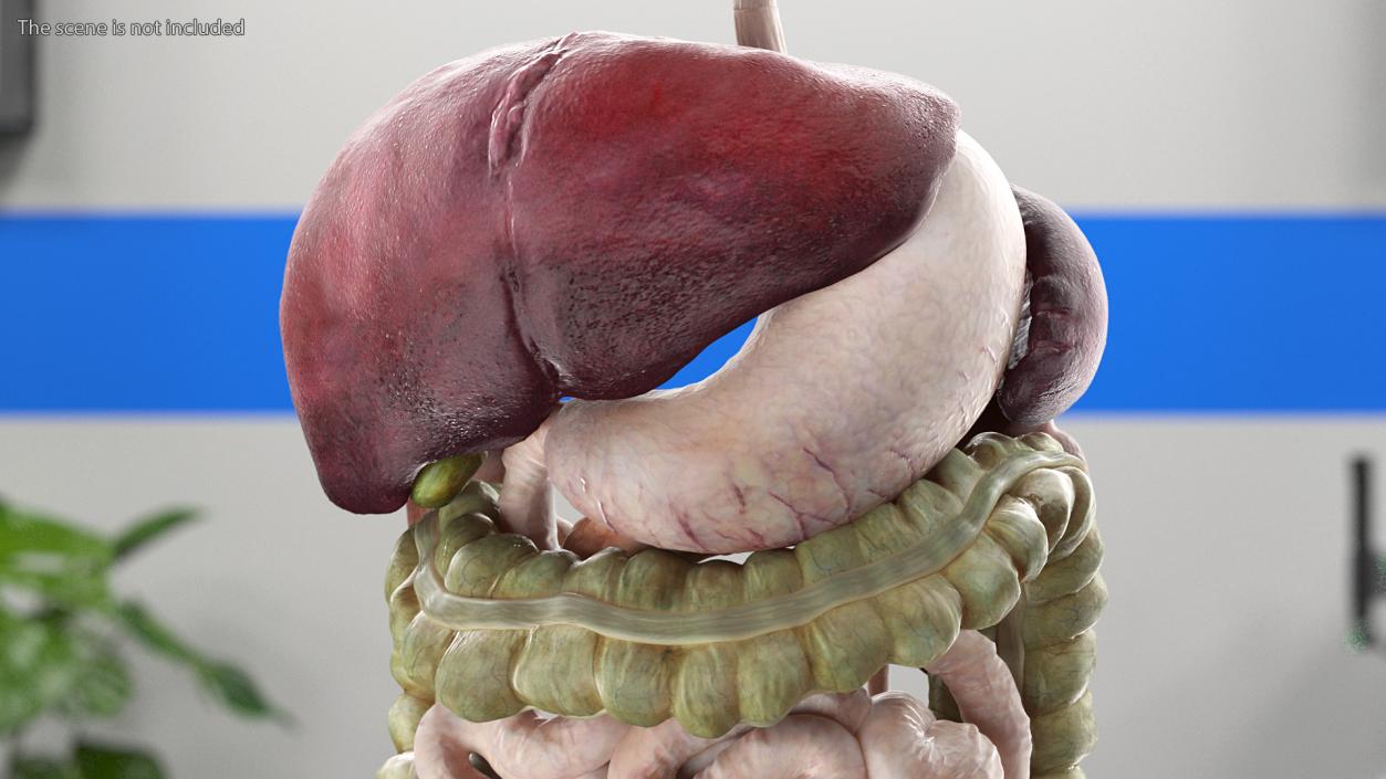 3D Female Anatomy Digestive System