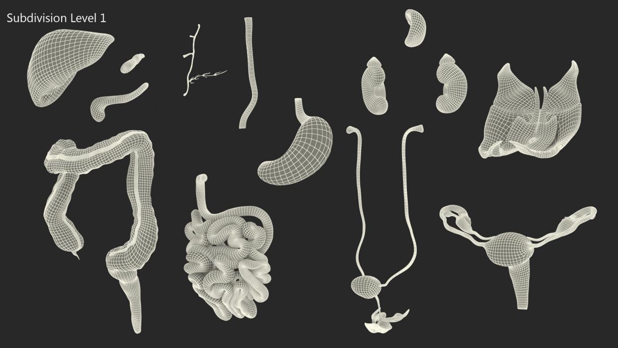 3D Female Anatomy Digestive System