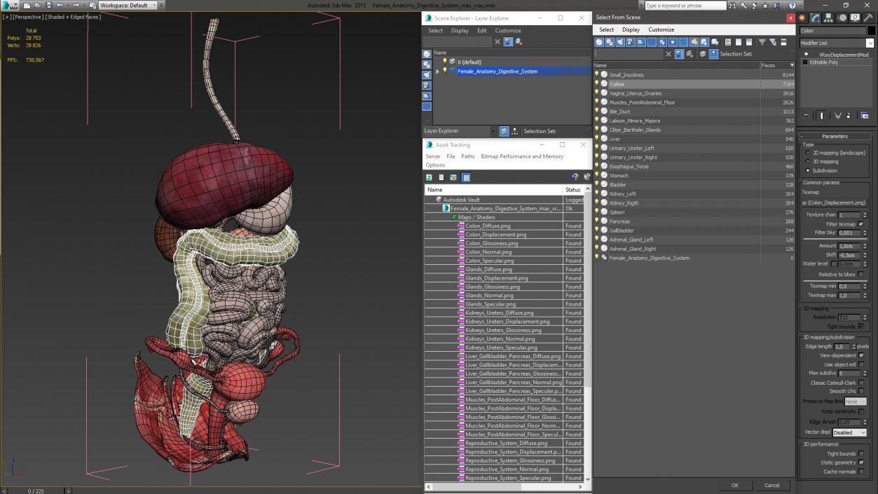 3D Female Anatomy Digestive System