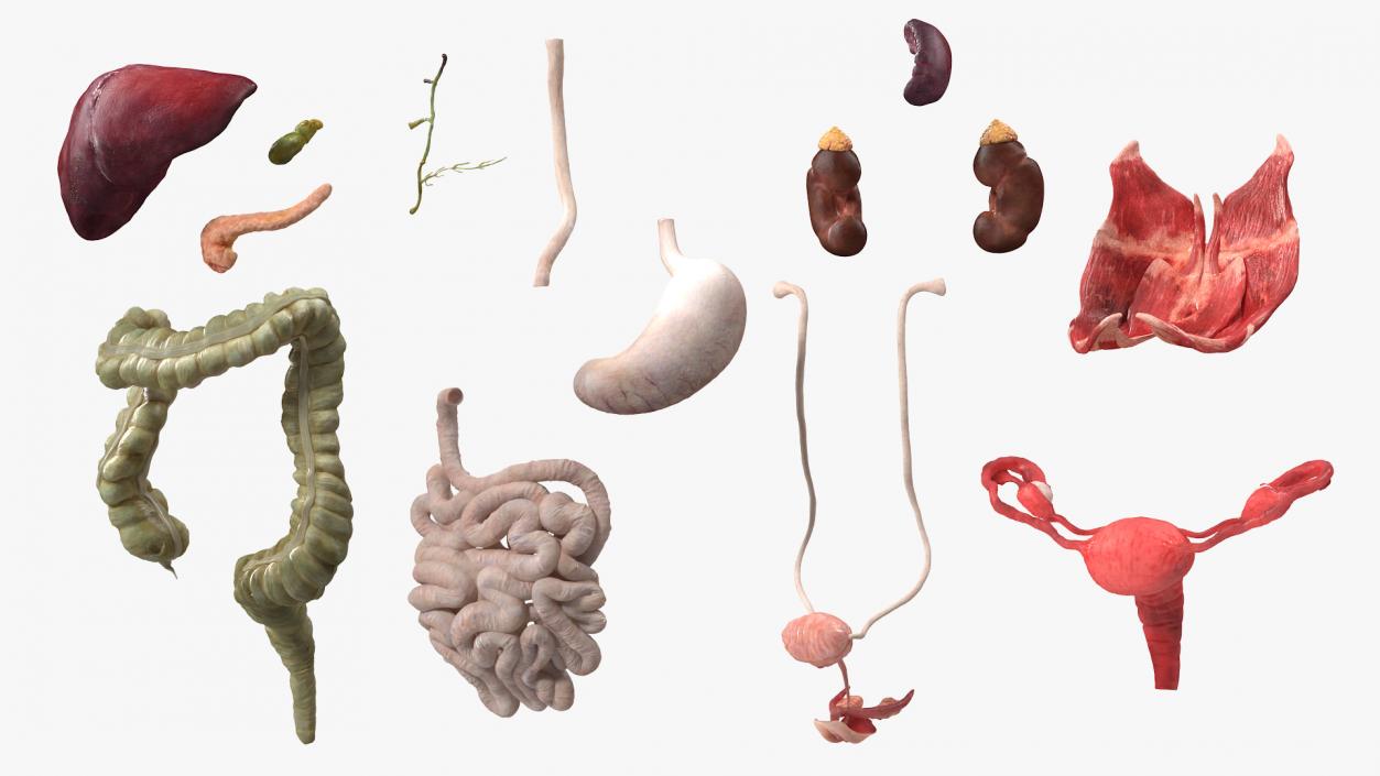 3D Female Anatomy Digestive System