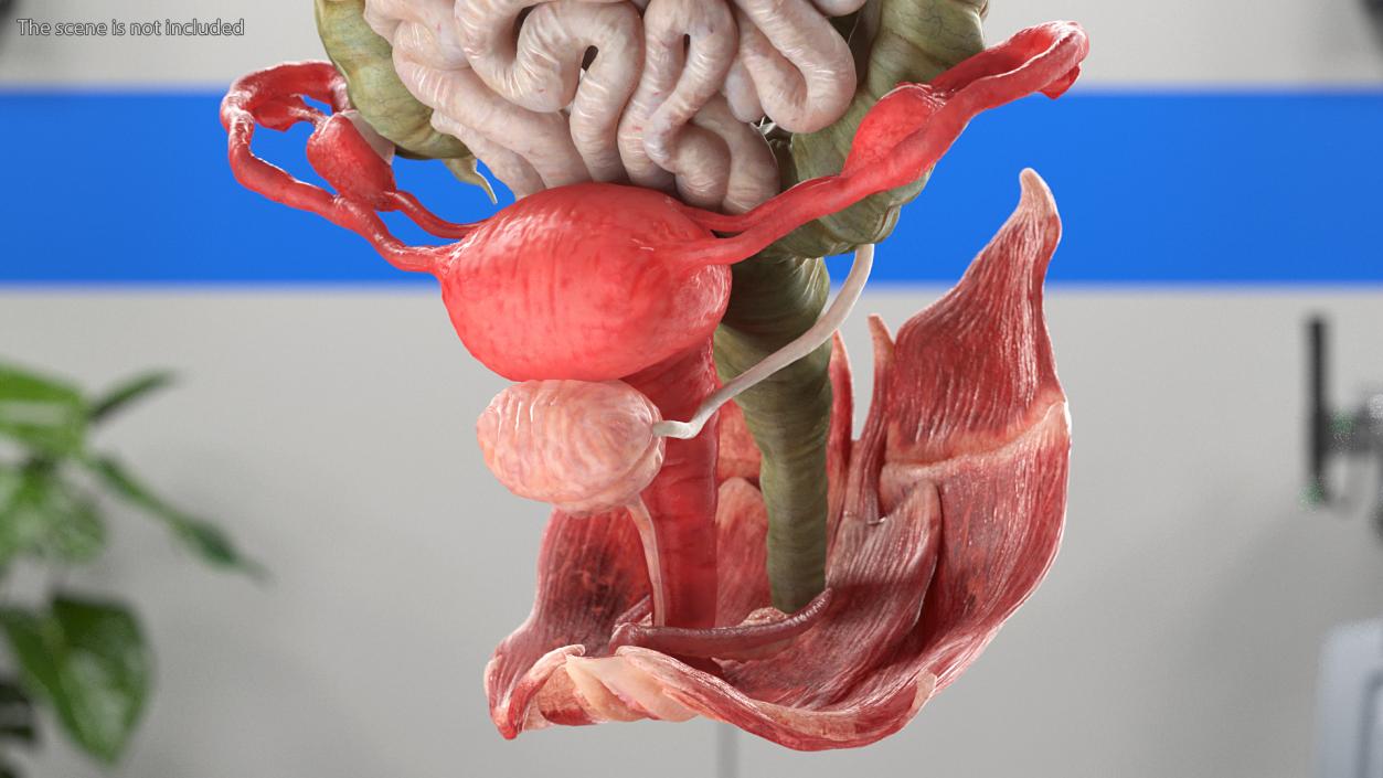 3D Female Anatomy Digestive System