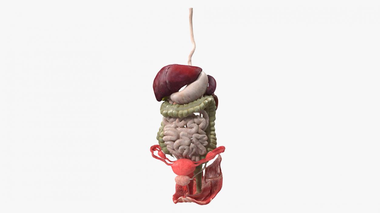 3D Female Anatomy Digestive System