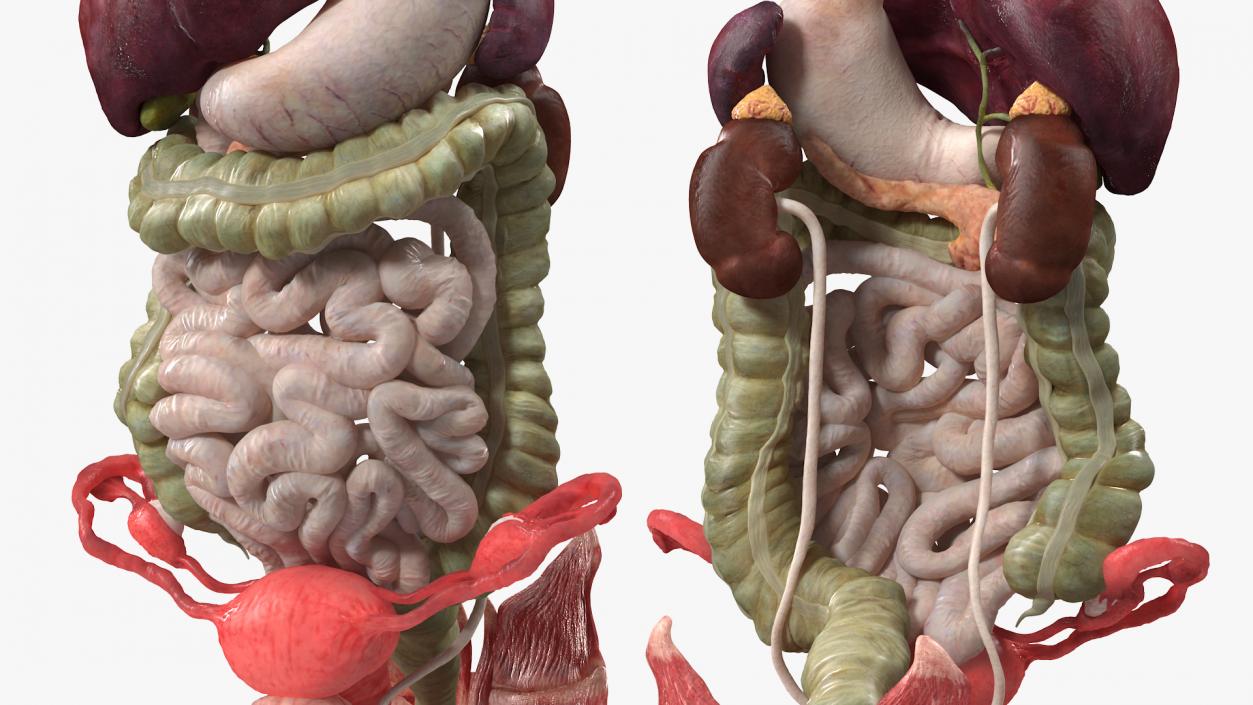 3D Female Anatomy Digestive System