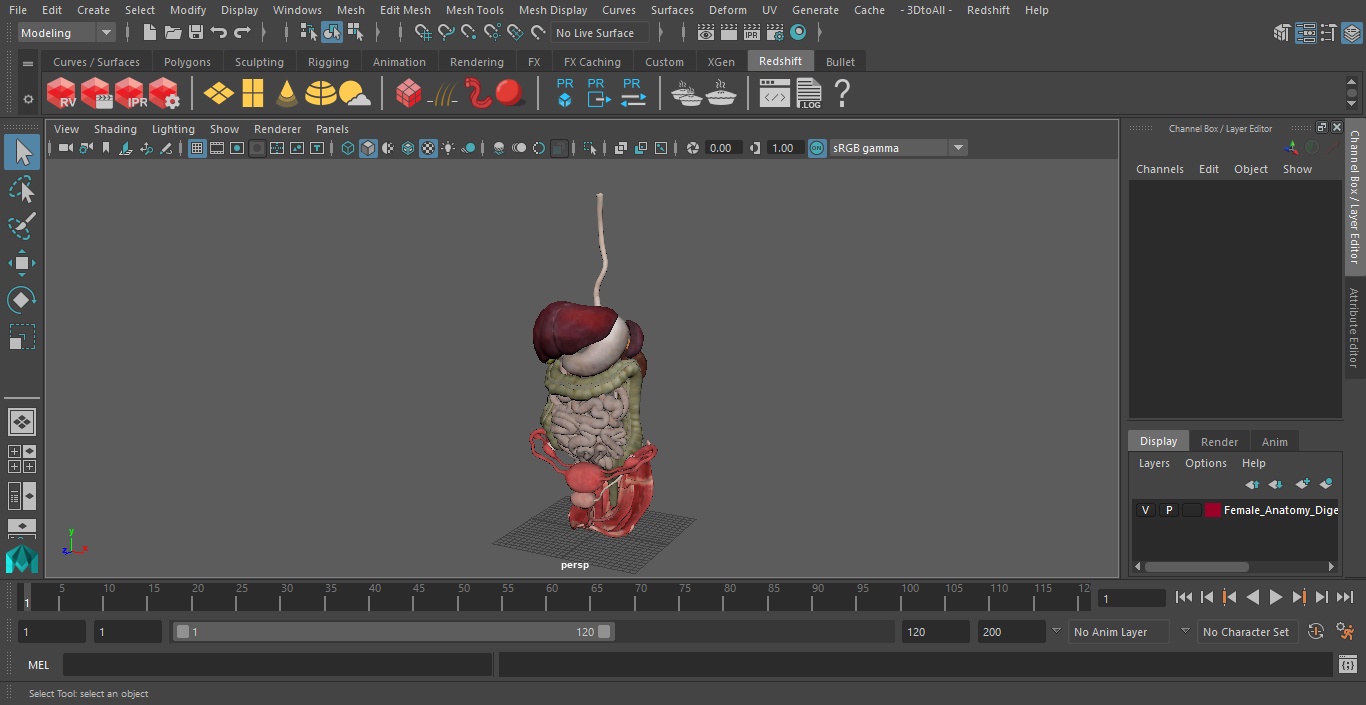 3D Female Anatomy Digestive System