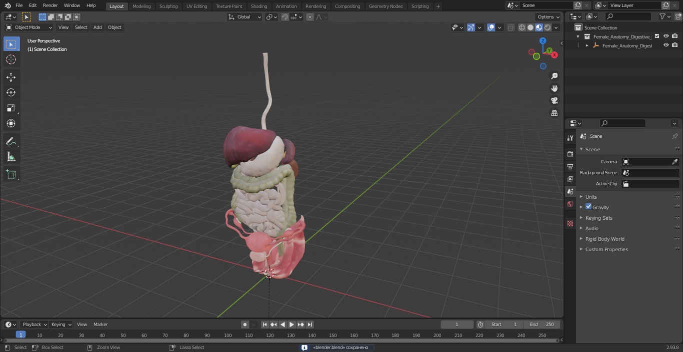 3D Female Anatomy Digestive System