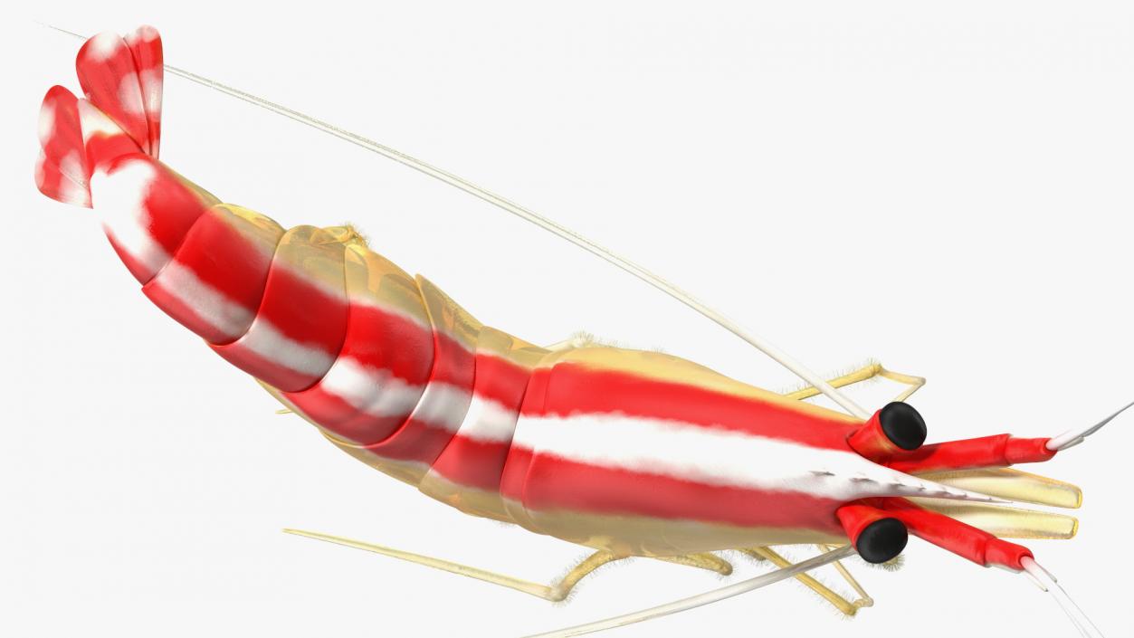 3D Pacific Cleaner Shrimp Rigged Fur model