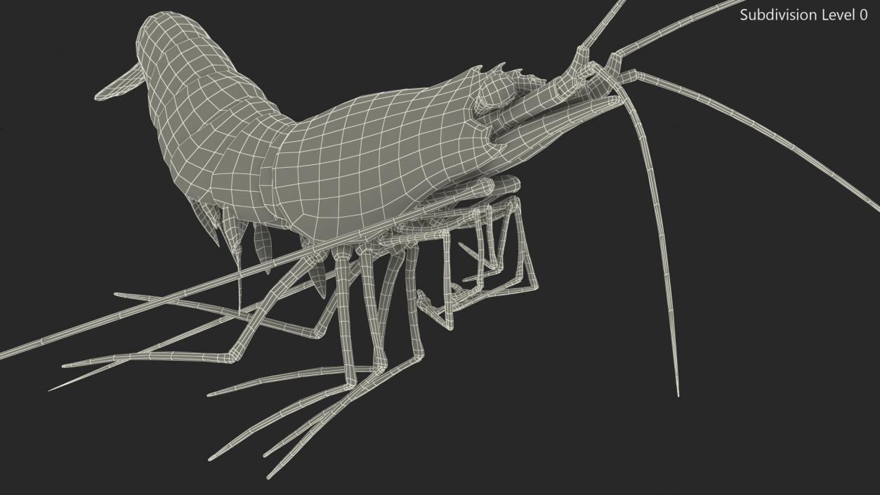 3D Pacific Cleaner Shrimp Rigged Fur model