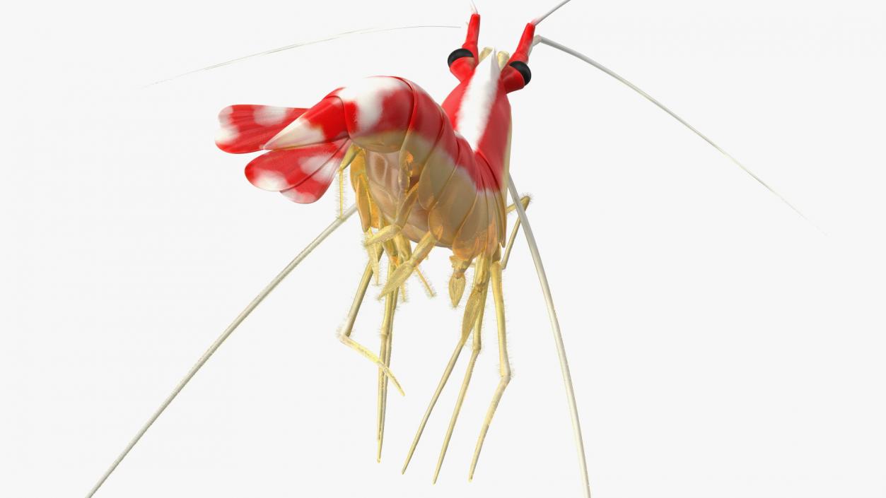 3D Pacific Cleaner Shrimp Rigged Fur model