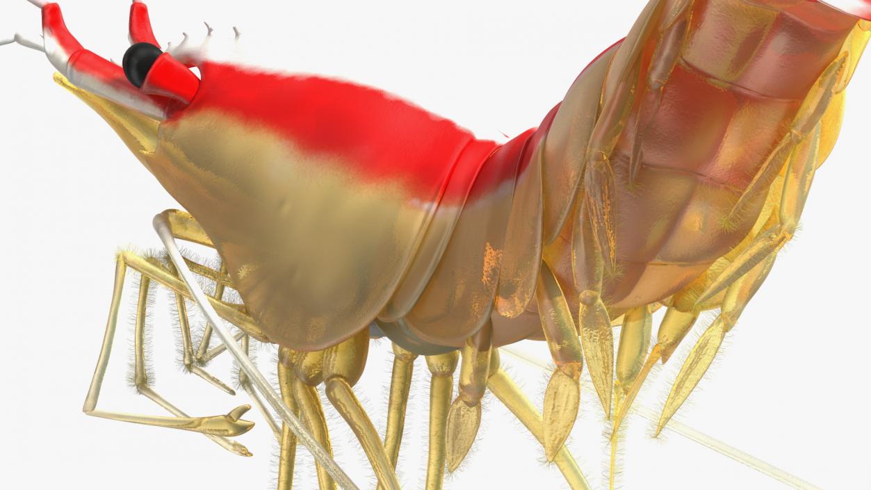 3D Pacific Cleaner Shrimp Rigged Fur model