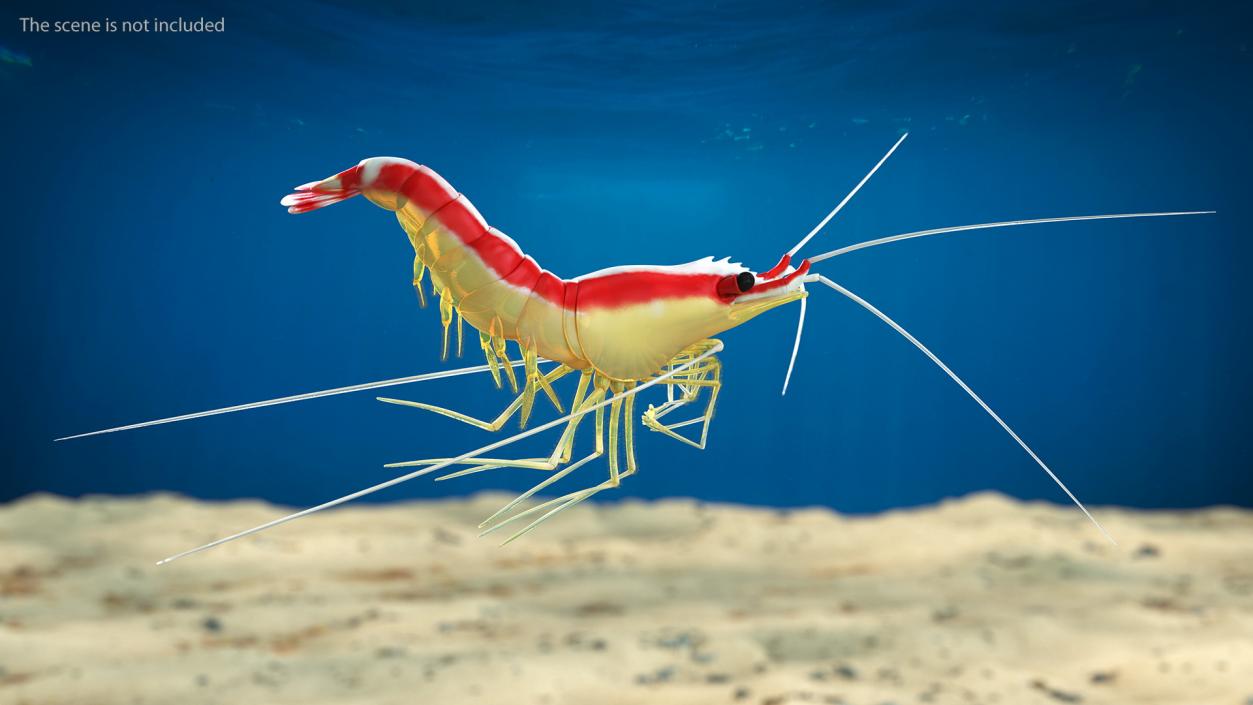 3D Pacific Cleaner Shrimp Rigged Fur model