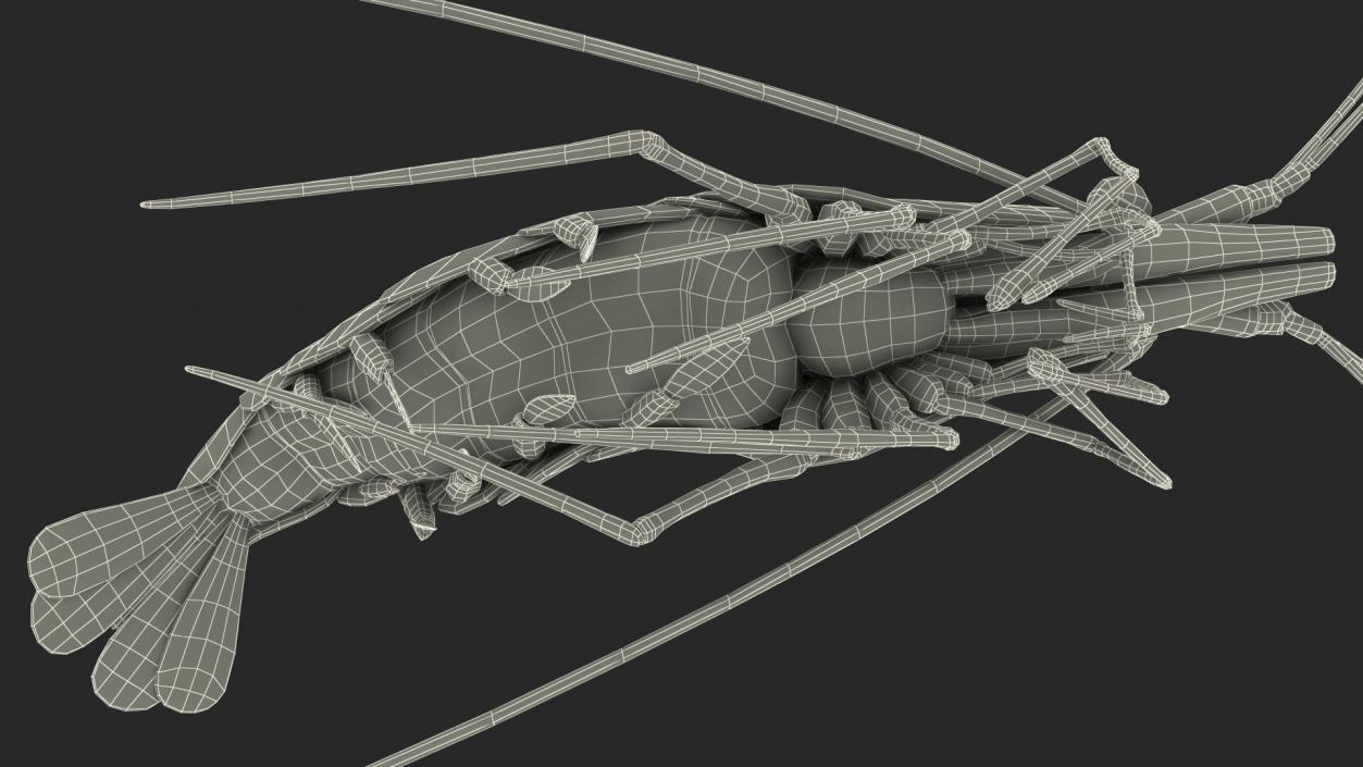 3D Pacific Cleaner Shrimp Rigged Fur model