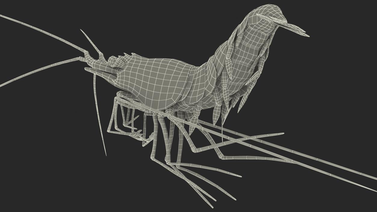 3D Pacific Cleaner Shrimp Rigged Fur model